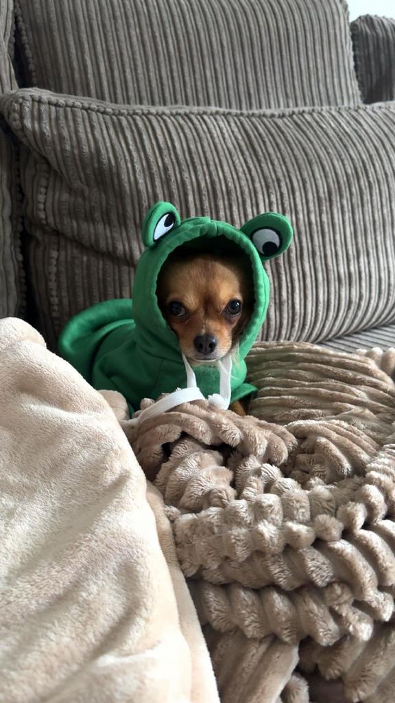 Chihuahua Dekreu NIET TE KOOP, Reu, Parvo, Eén hond, 3 tot 5 jaar