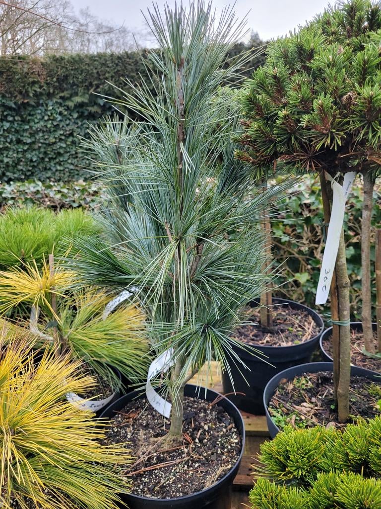 Pinus Strobus 'Bennett's Fastigiata' Zuilboom, Tuin en Terras, Planten | Bomen, Bloeit niet, 100 tot 250 cm, Zuilboom, Ophalen