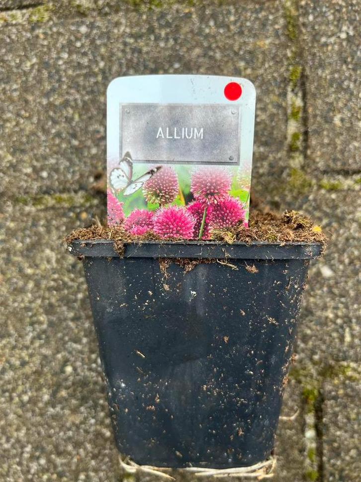 Allium Gladiator - Sierui, Volle zon, Vaste plant, Lente, Ophalen