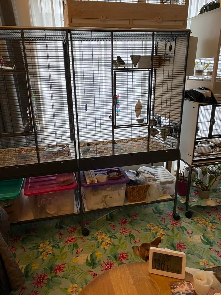 Grote  mooie kamervoliere, Dieren en Toebehoren, Ophalen, Gebruikt, Metaal, Volière