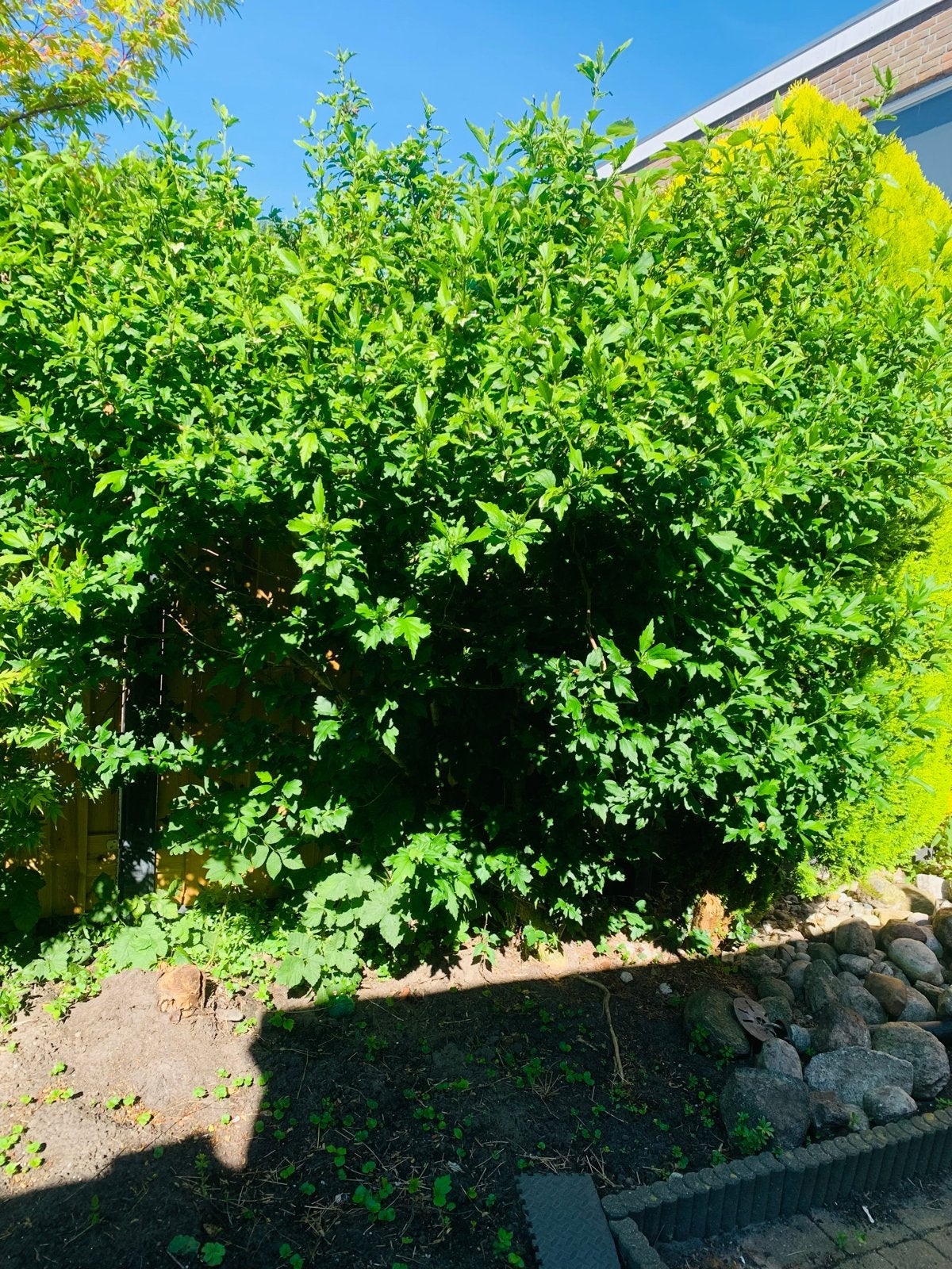Grote hibiscus, Volle zon, Vaste plant, Bloeit niet, Ophalen