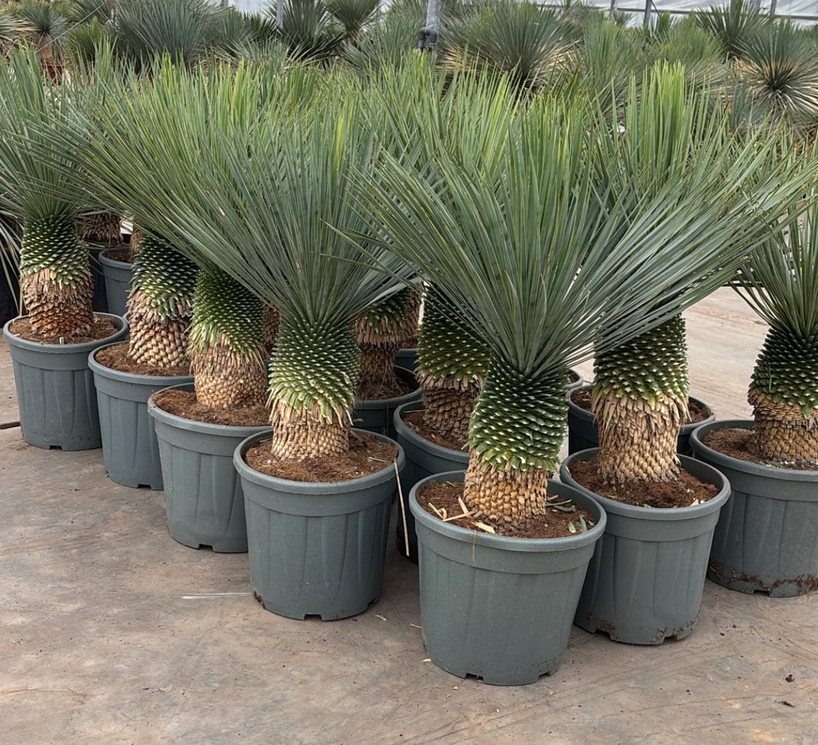 Zomersale! Yucca rostrata op stam 120/35, Ophalen of Verzenden, Overige soorten, Halfschaduw