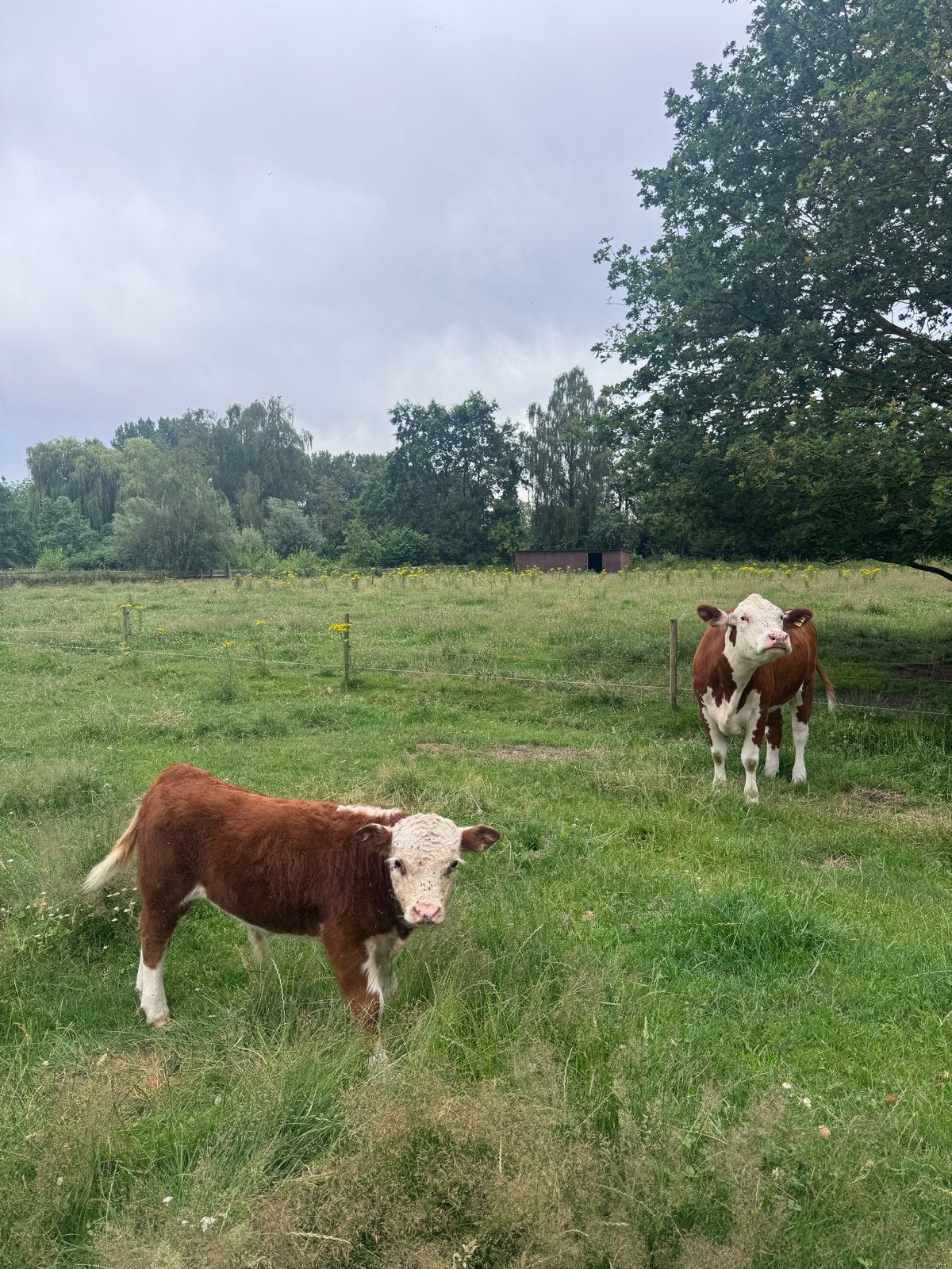 Mini Hereford stierkalf, Dieren en Toebehoren, Runderen, Mannelijk