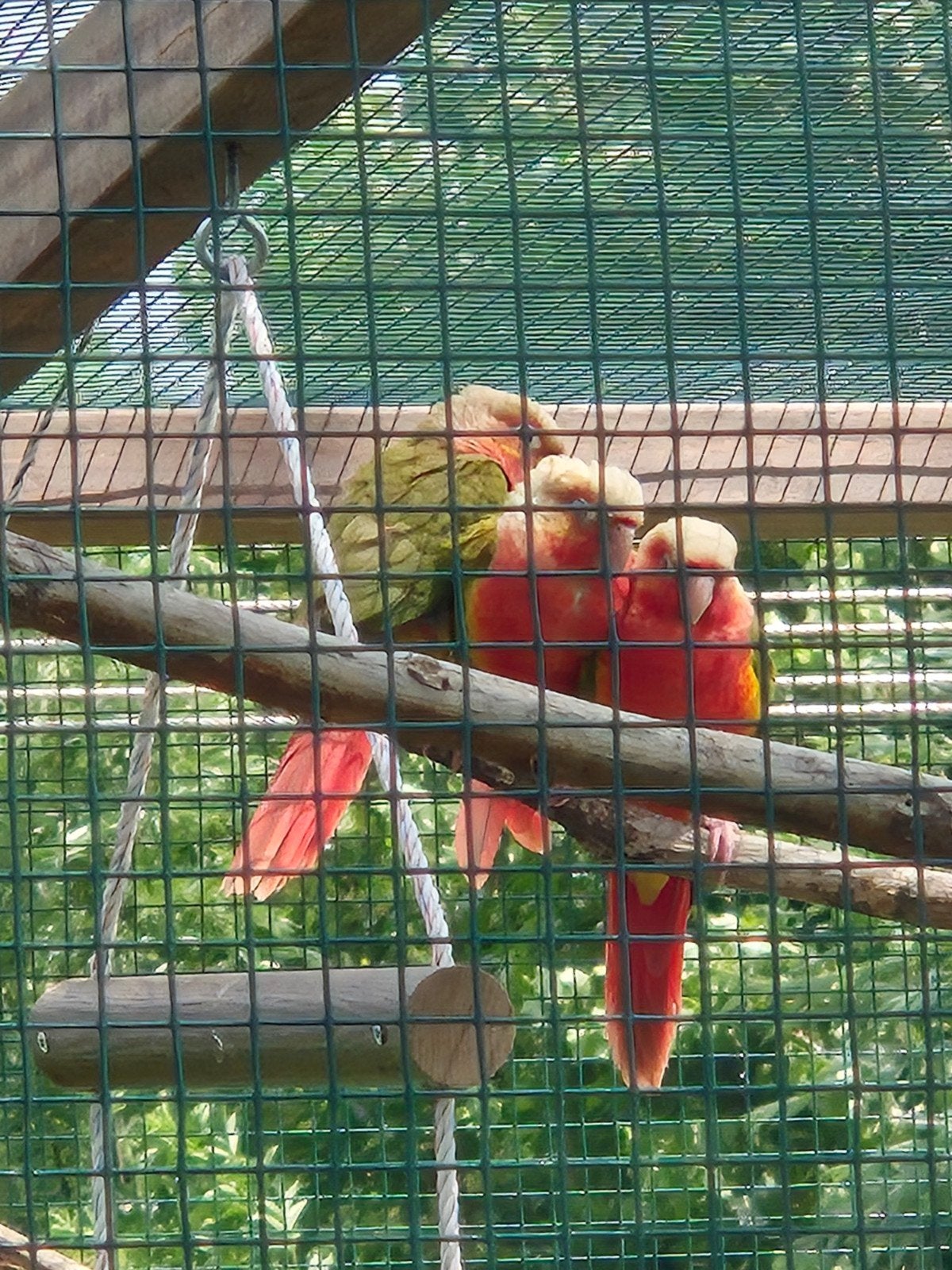 pyrrhura's met dna certificaat veel uit high red selection, Dieren en Toebehoren, Vogels | Parkieten en Papegaaien, Meerdere dieren