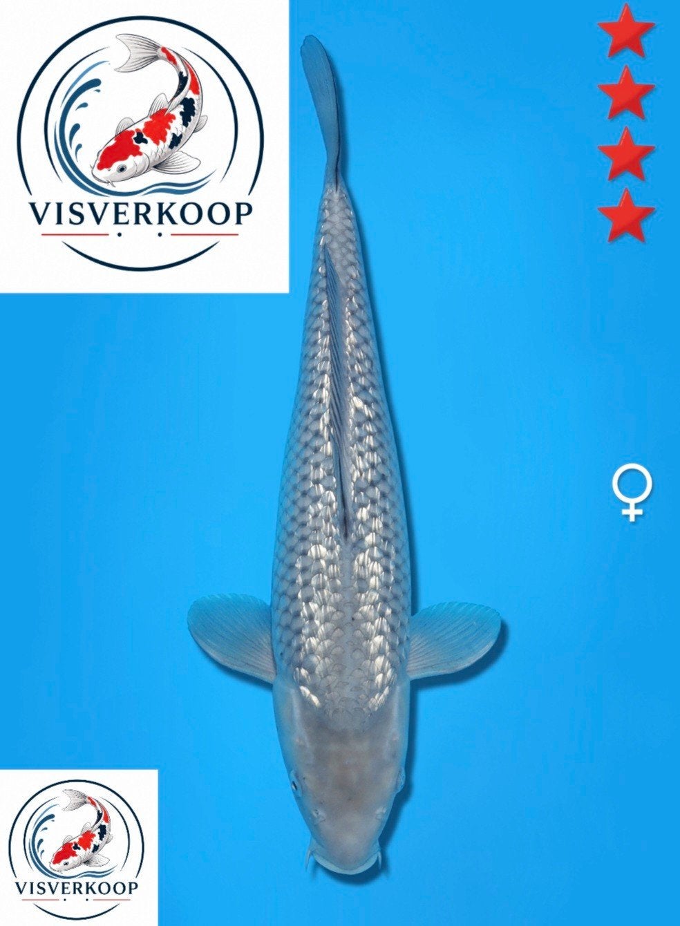 Koi Ginrin Soragoi., Dieren en Toebehoren, Karper of Koi