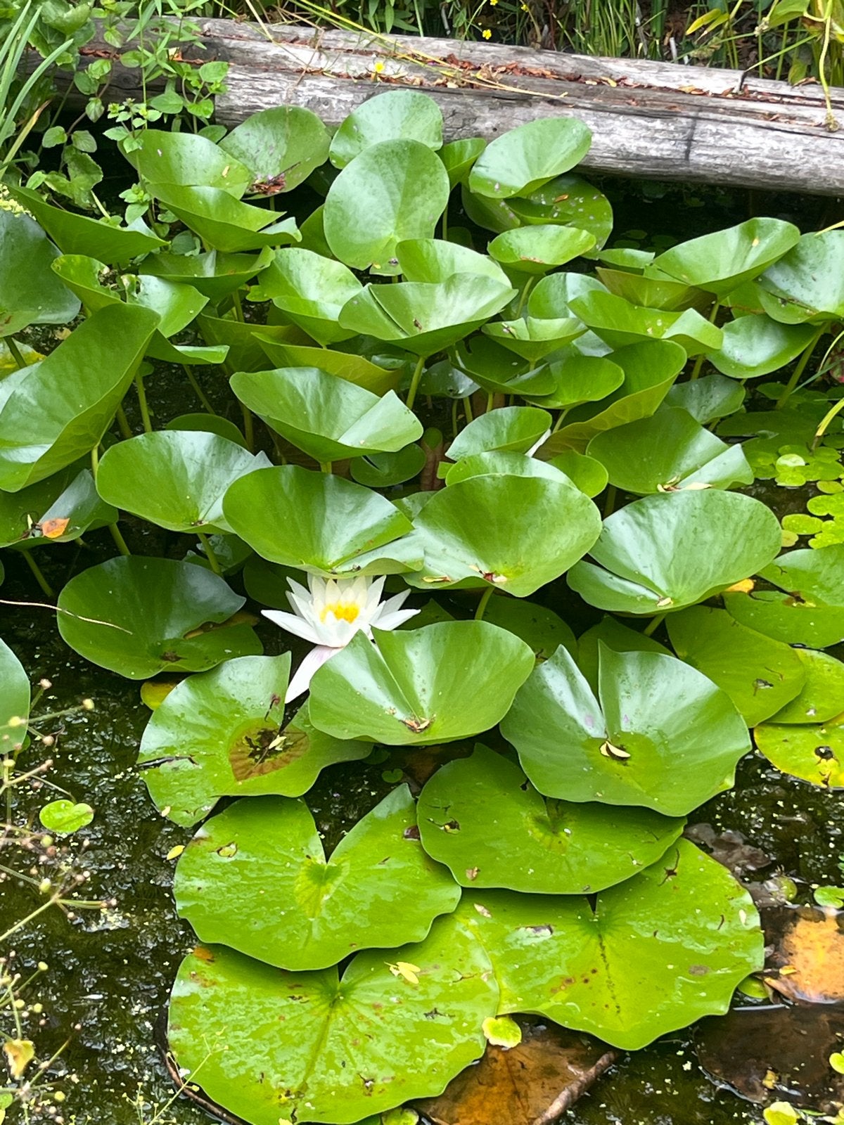 Biologische Witte Waterlelie - Nymphaea Alba, Ophalen, Volle zon, Vaste plant, Vijverplanten