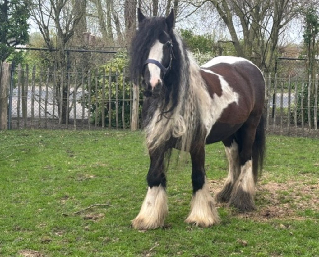 Tinker ruin, Dieren en Toebehoren, Pony's, E pony (1.48m - 1.57m), Met stamboom, Ruin, Niet van toepassing