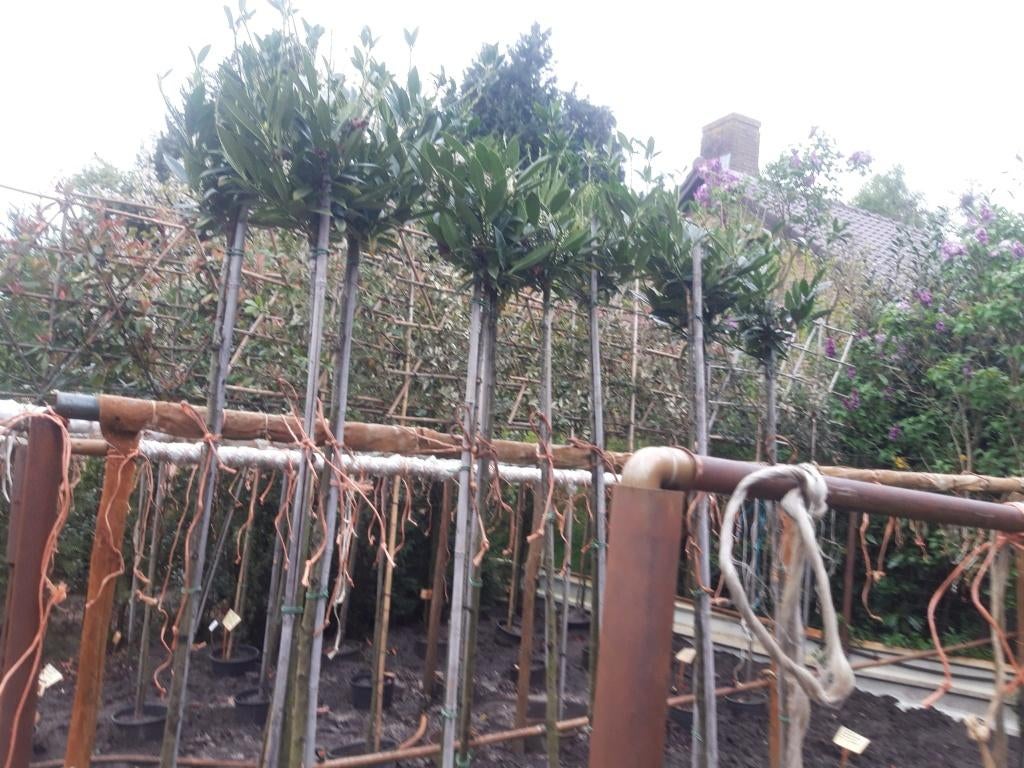Prunus laur. Otto Luyken op stam 180 cm in pot, Tuin en Terras, Planten | Bomen, Lente, 100 tot 250 cm, Ophalen, Volle zon
