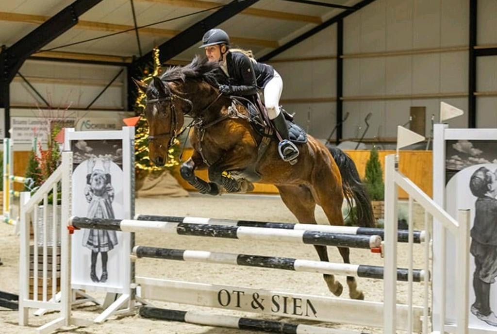 Mooie KWPN merrie springpaard, Merrie, Springpaard, Met stamboom, L
