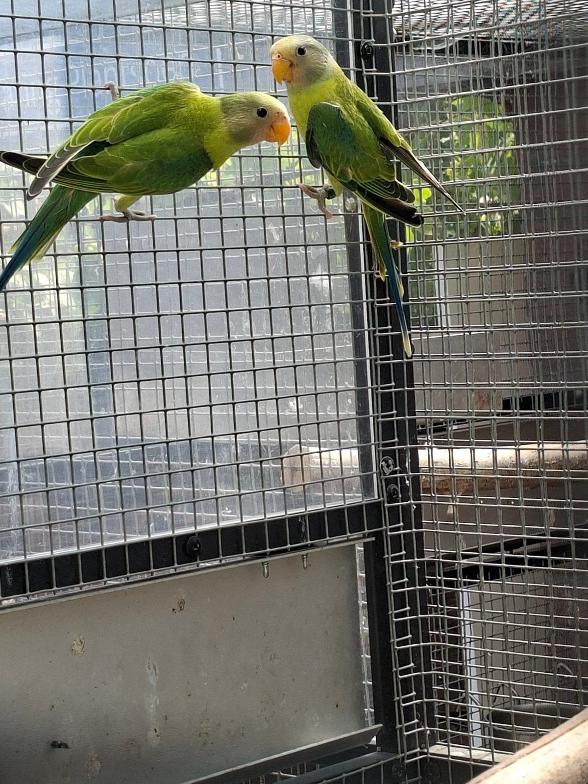 Pruimkop pruimekoppen, Dieren en Toebehoren, Mannelijk, Parkiet, Geringd