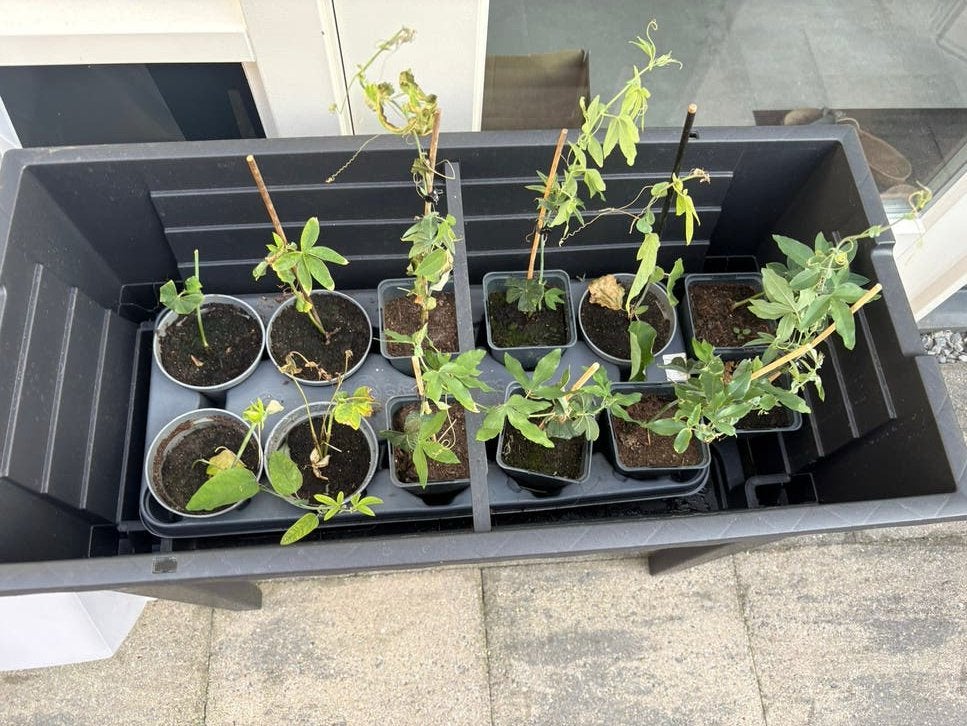 Stekjes Passiebloem - Prachtige Klimplant voor uw Tuin, Ophalen, Volle zon, Vaste plant, Klimplanten