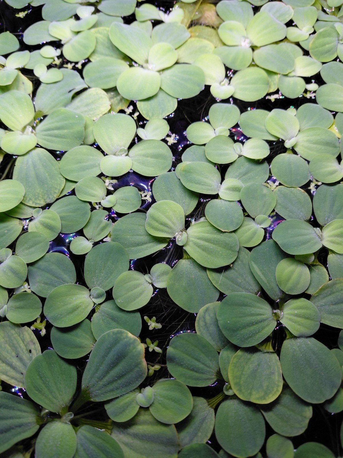 Gratis drijfplanten voor het aquarium, Ophalen, Plant(en), Steen of Hout