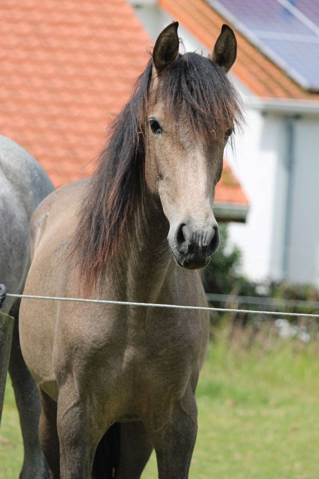 Andalusiër PRE ruin met gouden karakter, Dieren en Toebehoren, Paarden, Gechipt, Ruin, Niet van toepassing, 0 tot 2 jaar