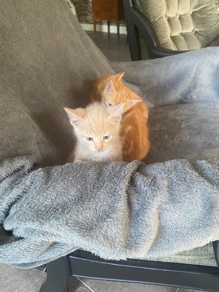 superlieve speelse ondernemende kittens 8wk rood beige, Kater, Kortharig, 0 tot 2 jaar