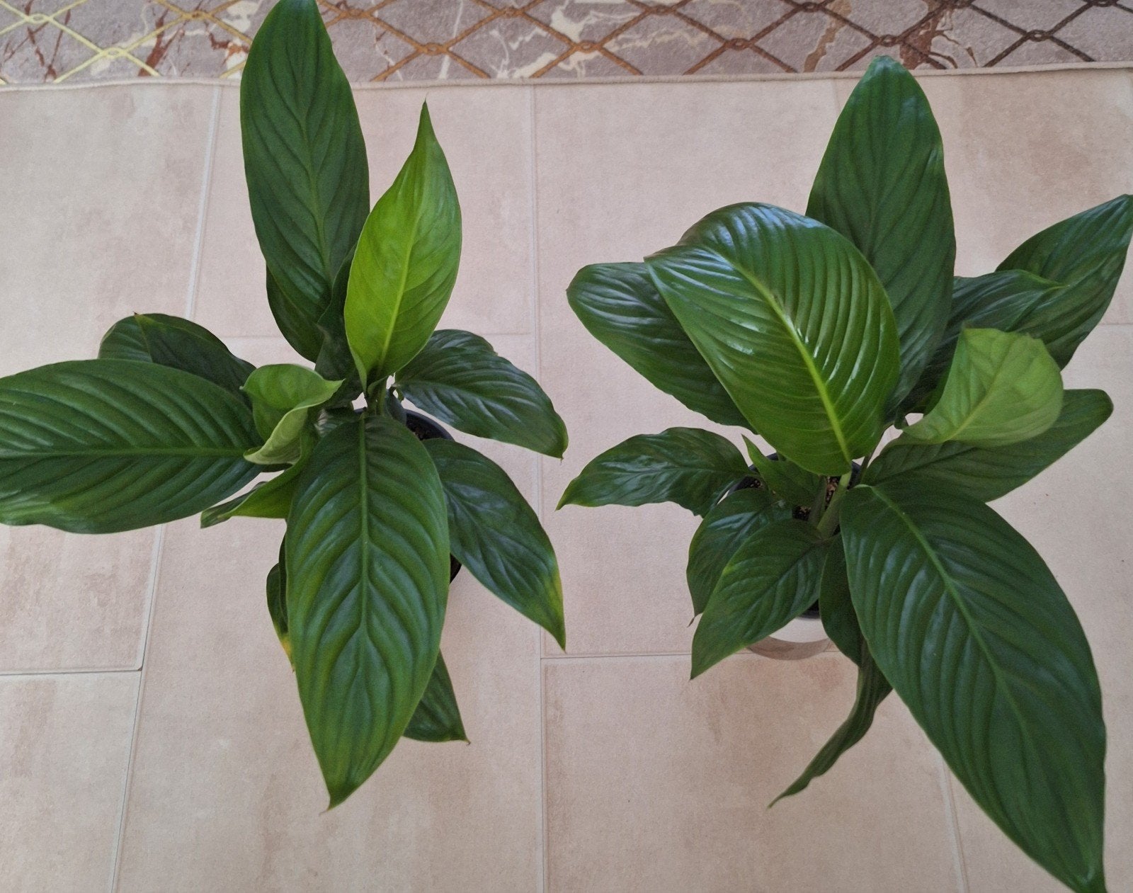 Spathiphyllum (Lepelplant) - Twee prachtige kamerplanten, Tuin en Terras, Ophalen, Overige soorten, Volle zon