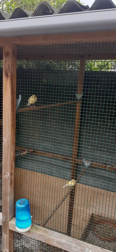 3 poppen en 2 mannen 2025 vaste prijs, Dieren en Toebehoren, Vogels | Kanaries, Meerdere dieren, Kleurkanarie
