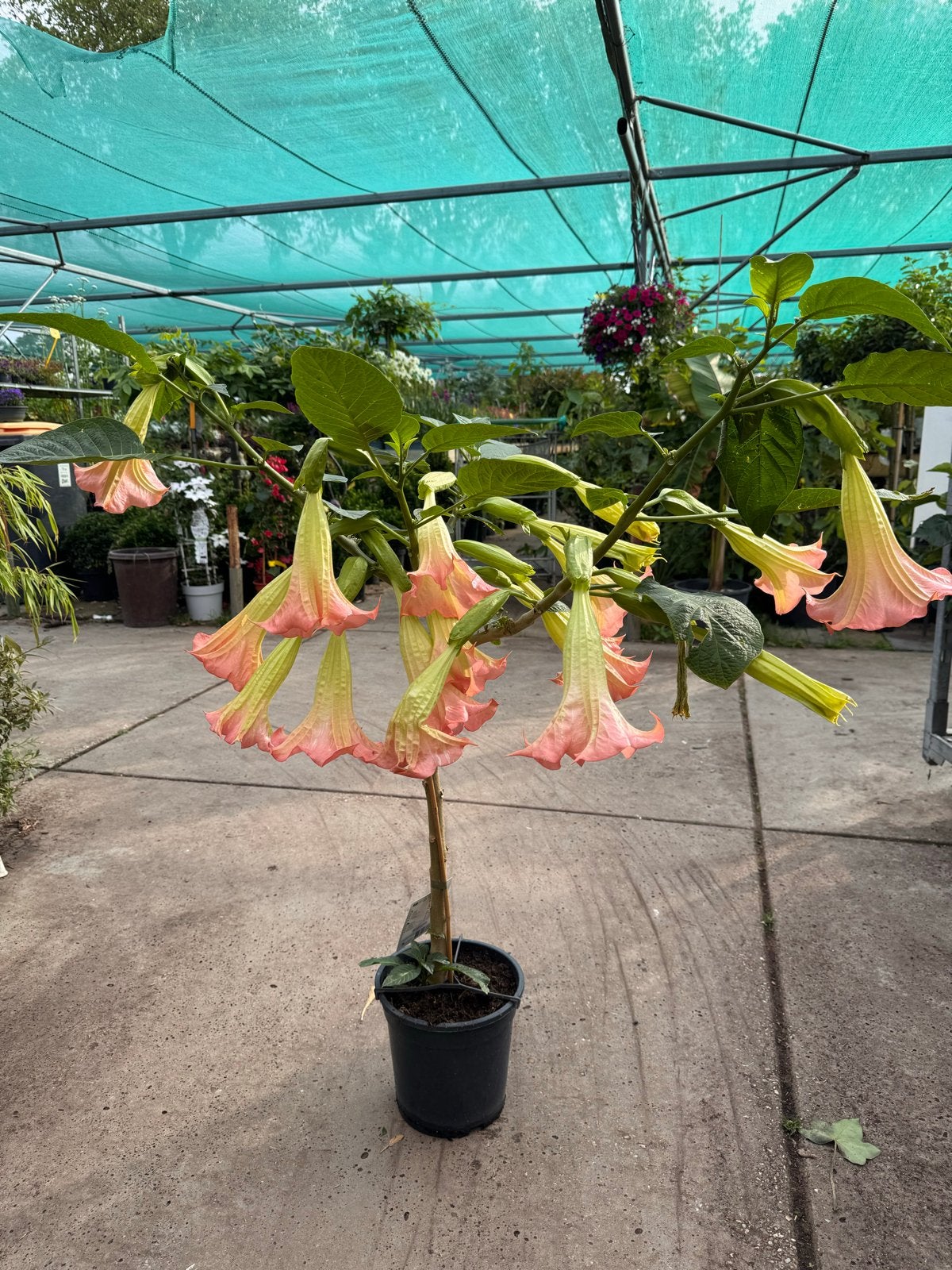Brugmansia vol met bloemen in diverse kleuren, Volle zon, Vaste plant, Zomer, Ophalen