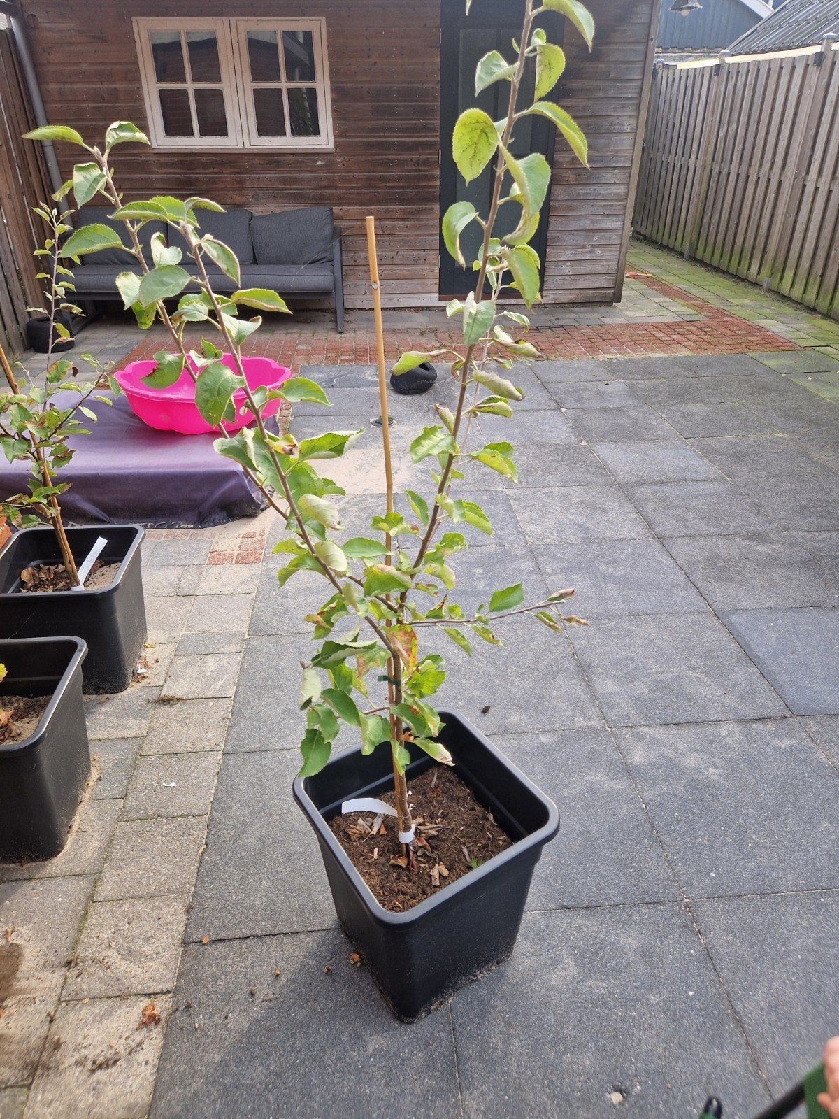 Appelboom Jonagold - bijna 1.5 meter hoog, Tuin en Terras, Ophalen, Lente, In pot, Appelboom