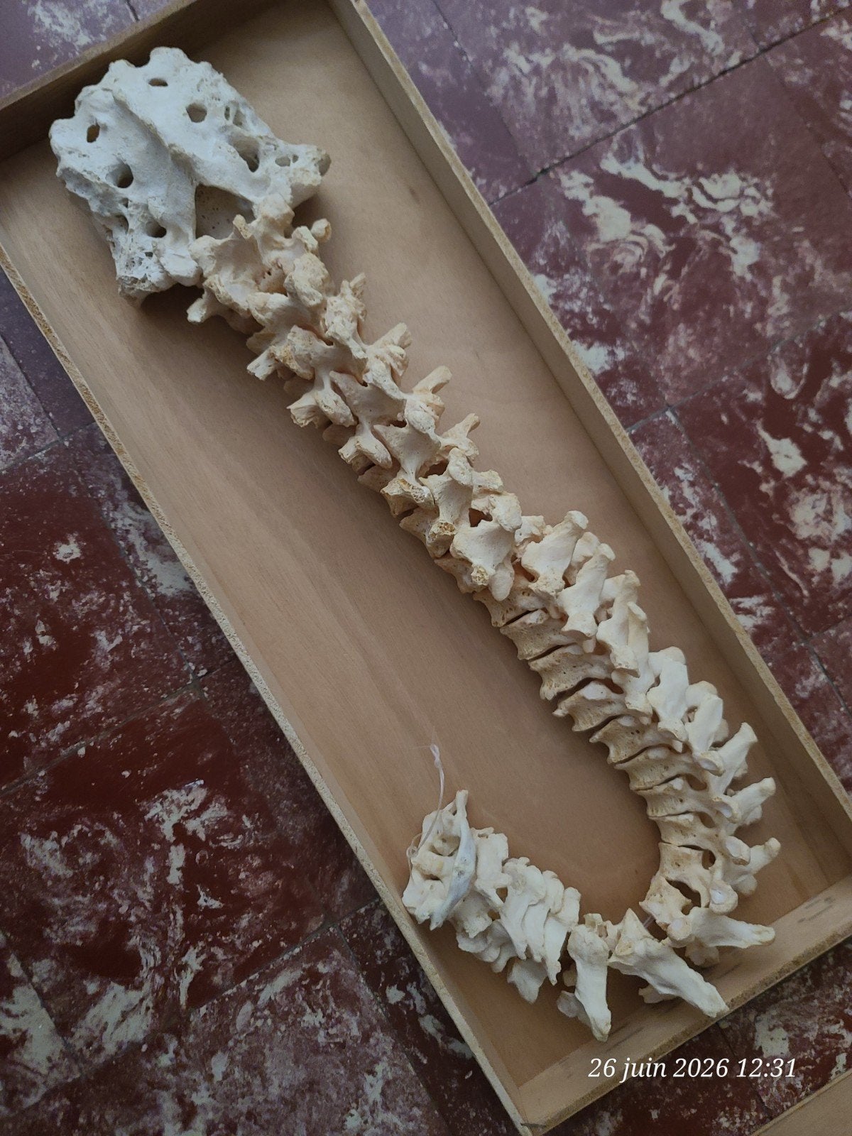 Skelet, Ophalen of Verzenden, Nieuw
