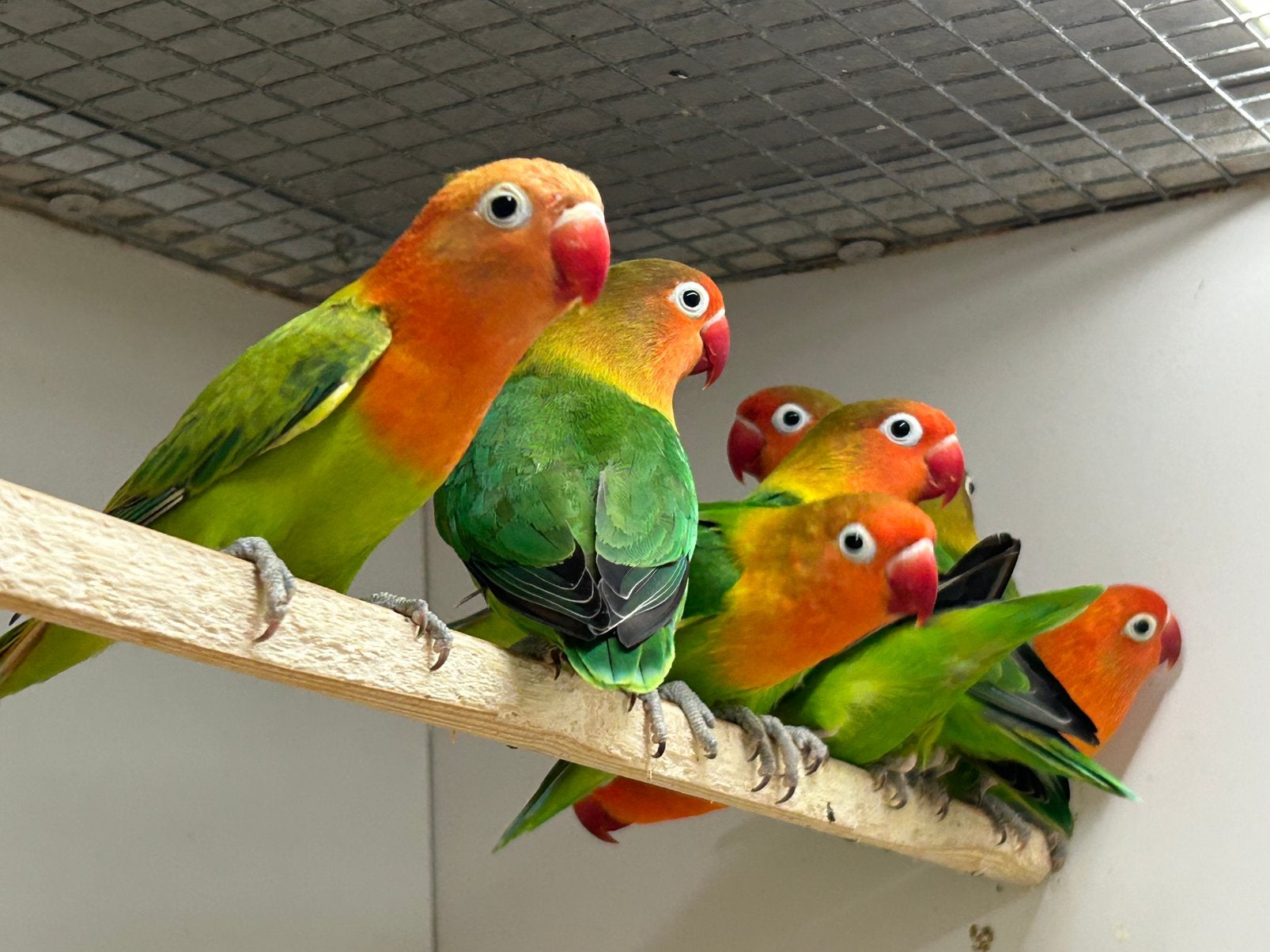Diverse Agapornis Fischeri, enkele van 2026, Meerdere dieren, Dwergpapegaai of Agapornis