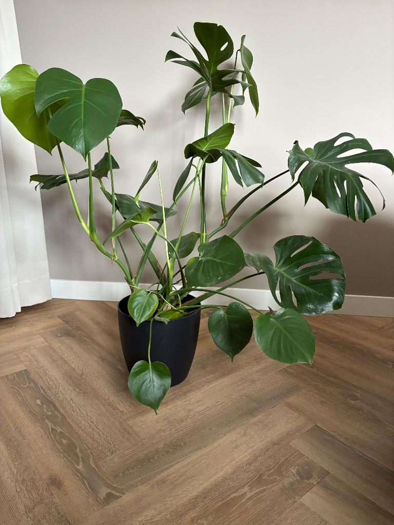 Verschillende kamerplanten, Ophalen, 100 tot 150 cm, Overige soorten, Halfschaduw