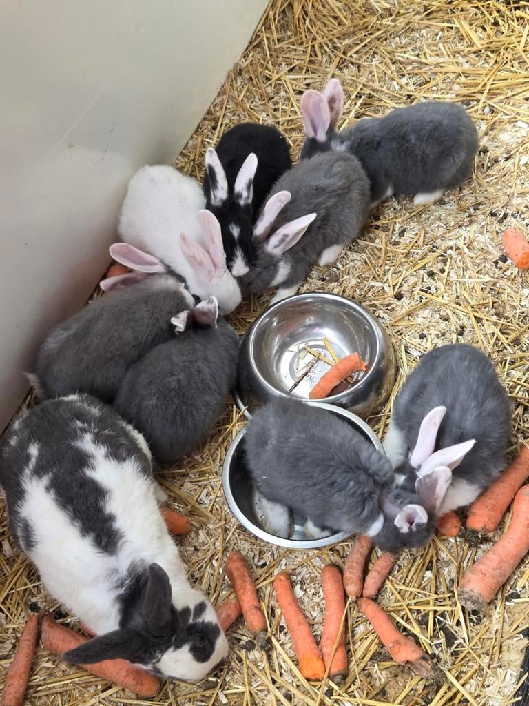 Te koop Duitsereus x lotaringerkruissing konijnen, Meerdere dieren, Groot