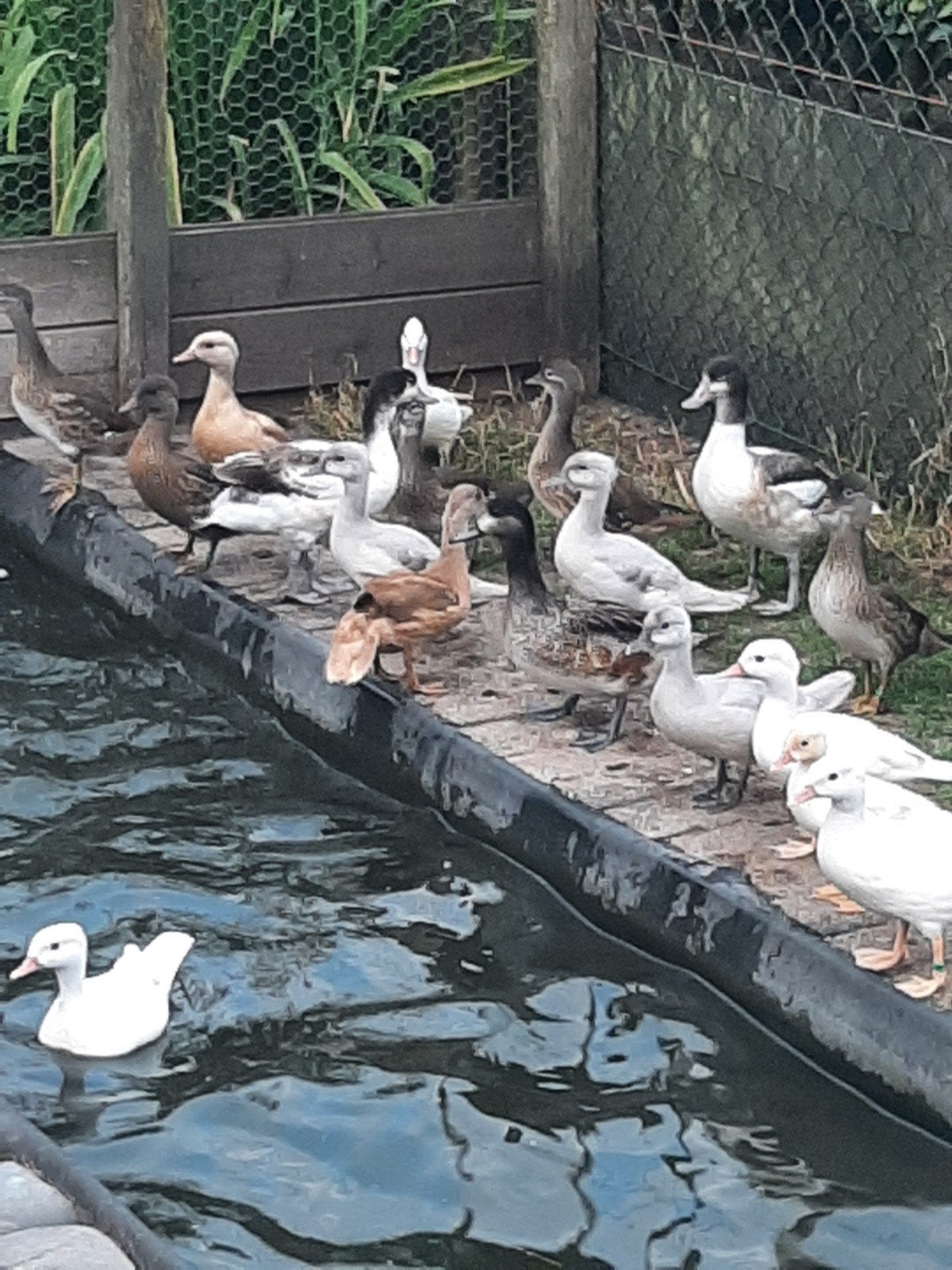 Eenden siereenden watervogels, Mannelijk, Eend