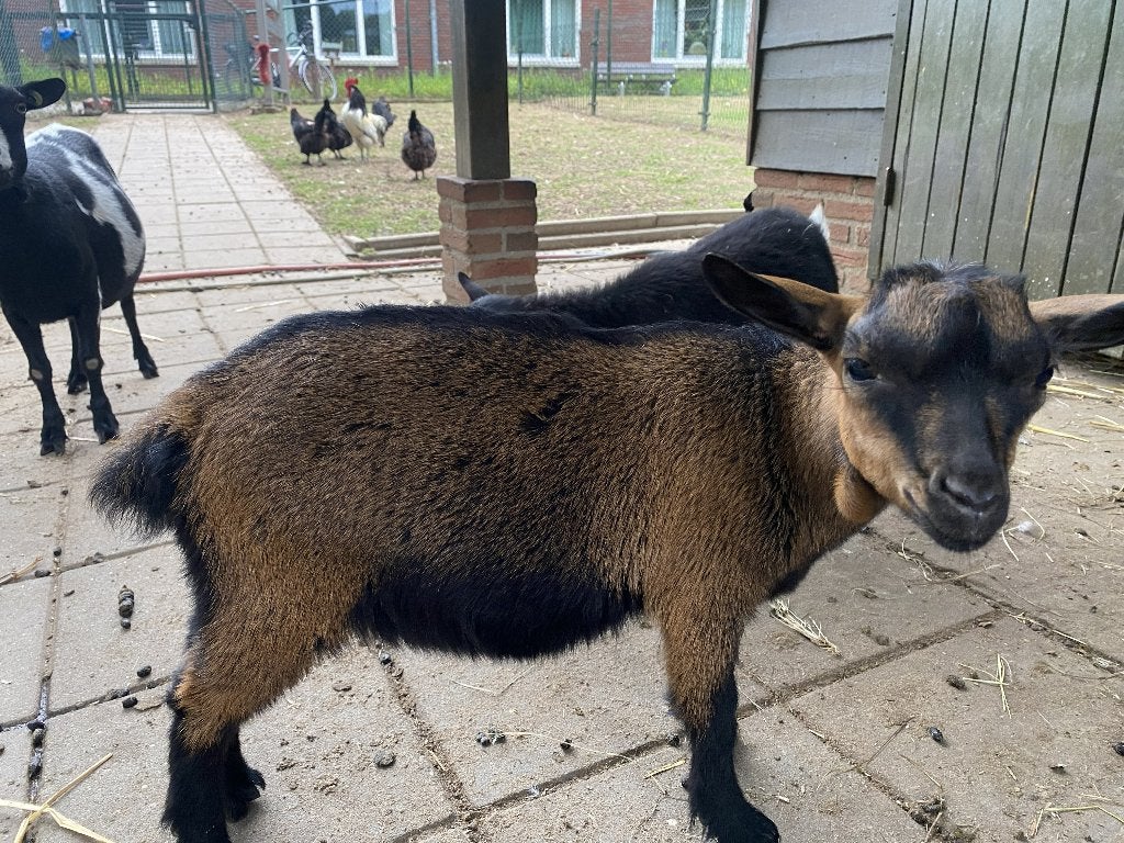 dwerggeit bokjes, Mannelijk, Geit, 0 tot 2 jaar