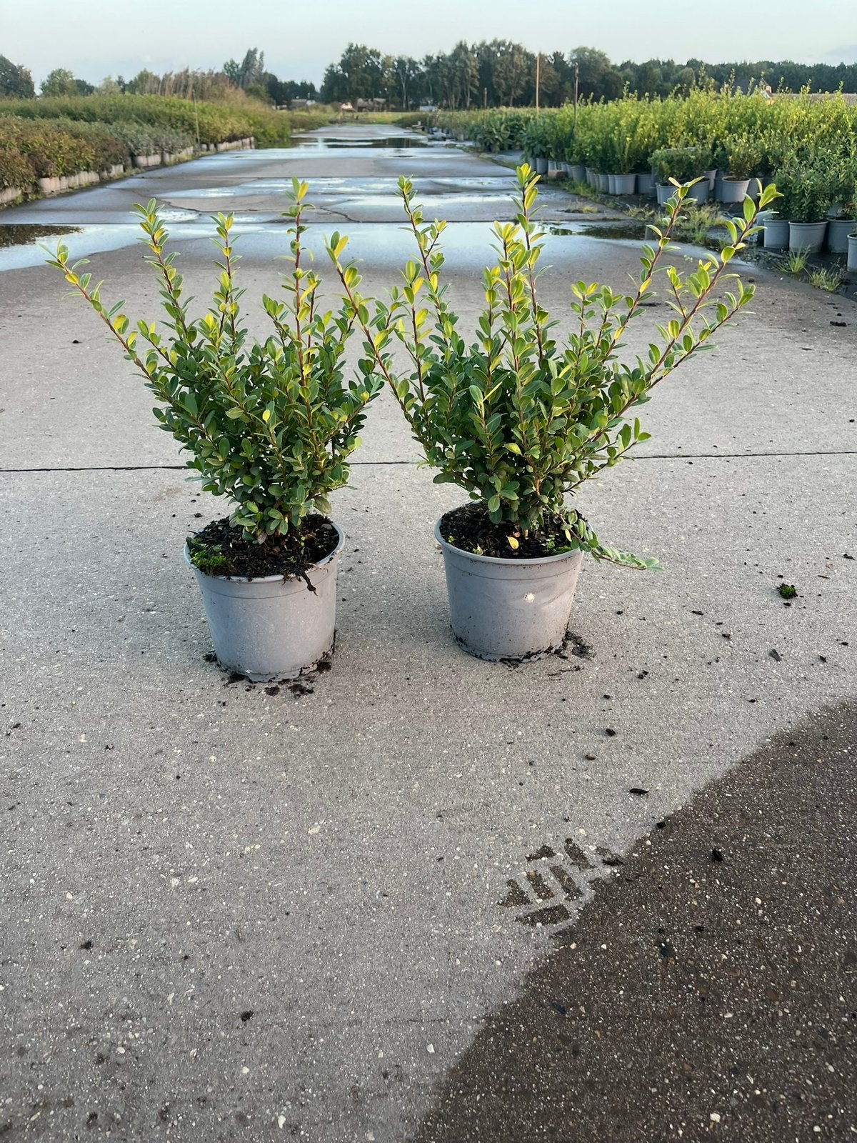 Japanse Hulst - Ilex crenata - Buxusvervanger
