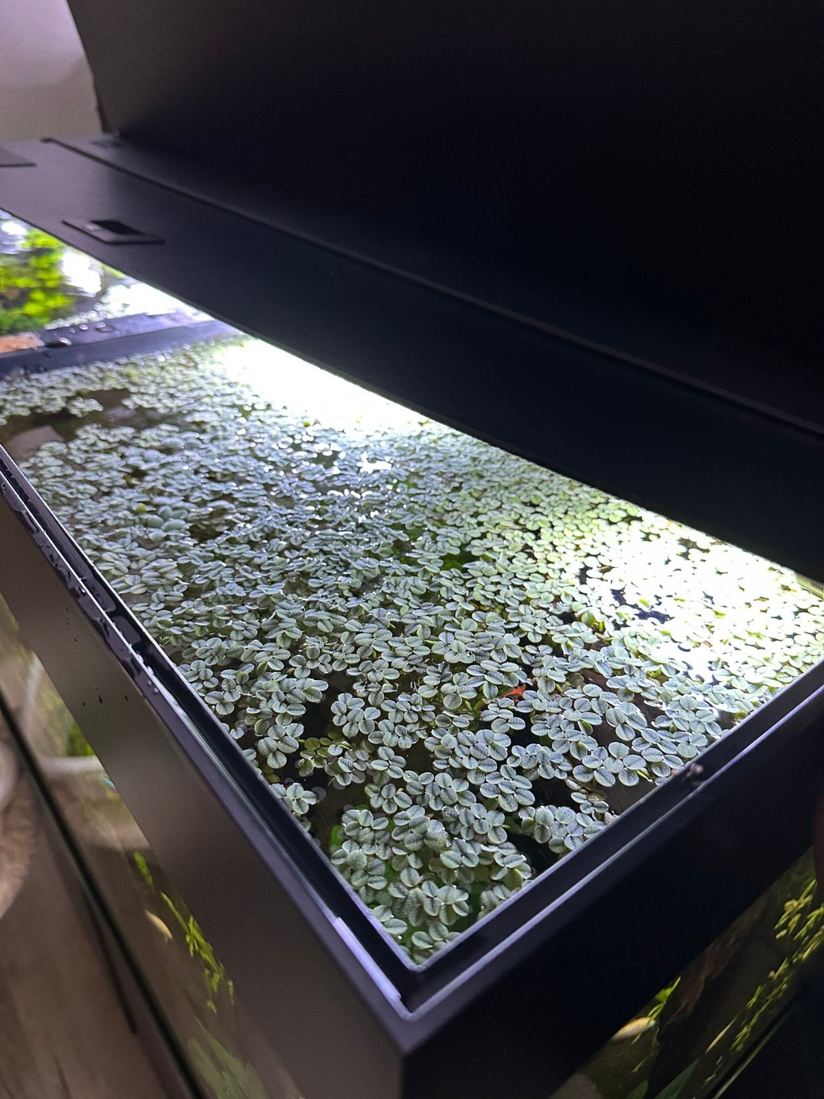 Mooie drijfplanten, Dieren en Toebehoren, Vissen | Aquaria en Toebehoren, Ophalen, Nieuw, Plant(en), Steen of Hout