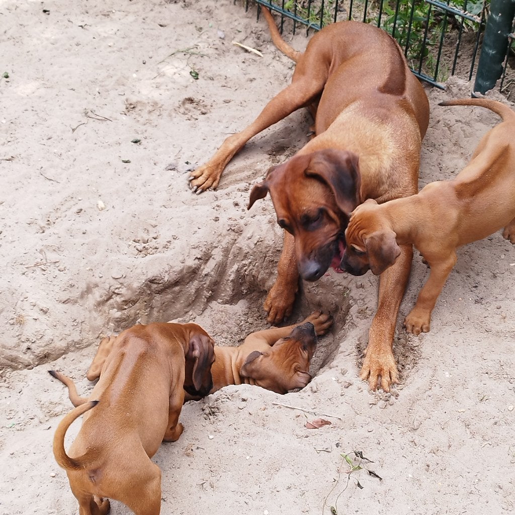 Rhodesian Ridgeback pups met FCI STAMBOOM! !!Nog 1 REUTJE!!, Parvo, Overige rassen, 8 tot 15 weken, Meerdere