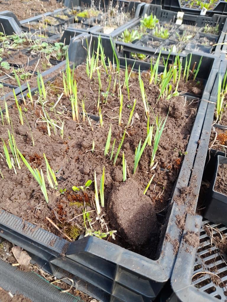 Iris sibirica Blue King p9, Ophalen of Verzenden, Overige soorten, Volle zon