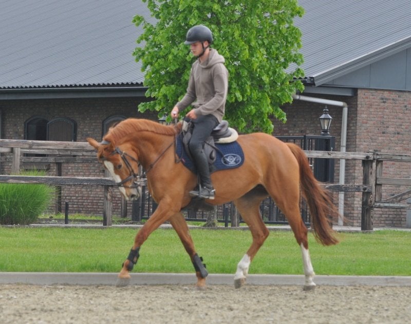 5 jarige merrie V.Matisse de Mariposa, Dieren en Toebehoren, Paarden, Merrie, Springpaard, Met stamboom, Zadelmak