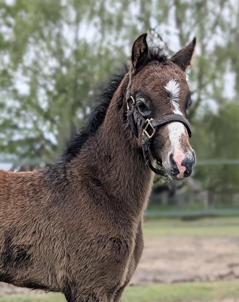 Prachtig welsh sectie B hengstveul.+ amha zilvervalk hengst, Met stamboom, B, Hengst, A pony (tot 1.17m)