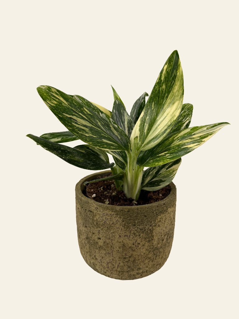 Monstera Stardust p12, Ophalen of Verzenden, Halfschaduw, Minder dan 100 cm