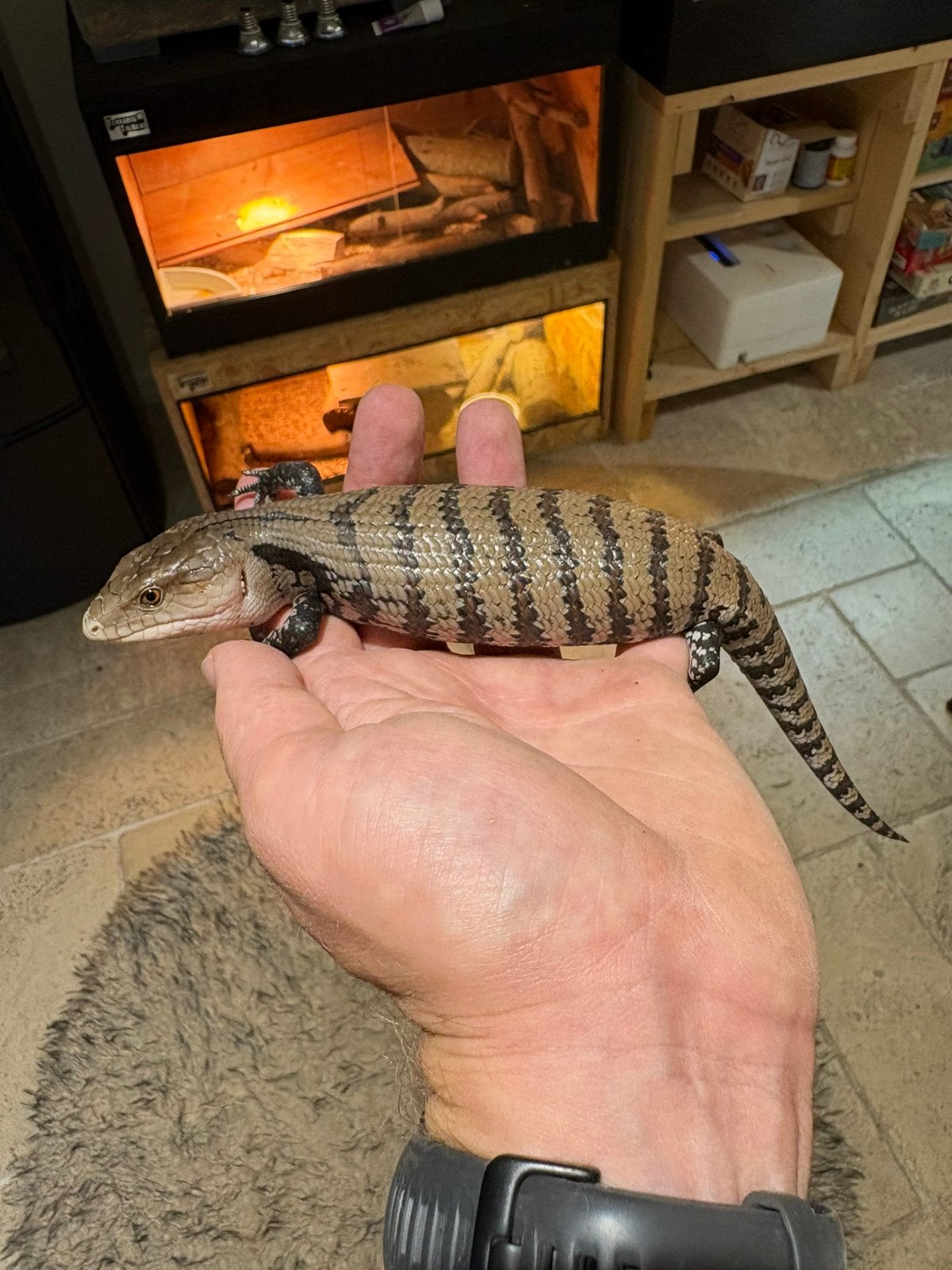 Jonge Blauwtongskink, Dieren en Toebehoren, Reptielen en Amfibieën, Amfibie, 0 tot 2 jaar