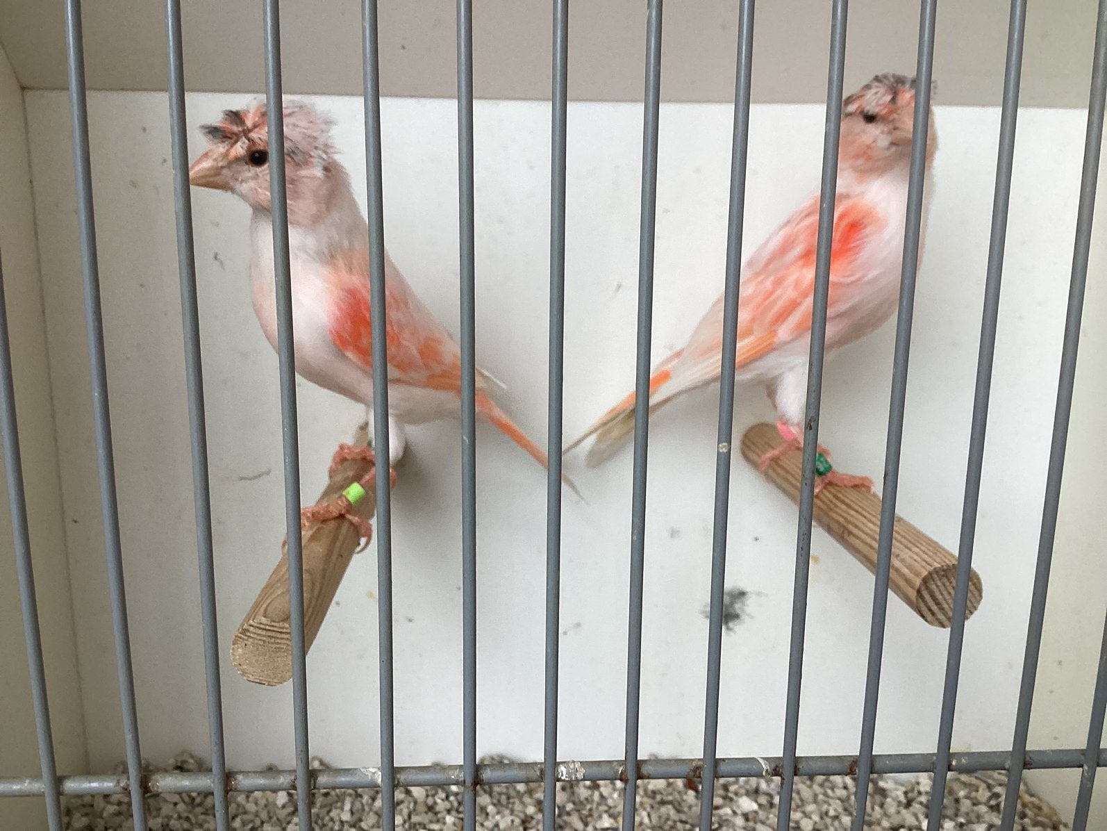 Te koop twee harlekijn mannen, Mannelijk, Kleurkanarie