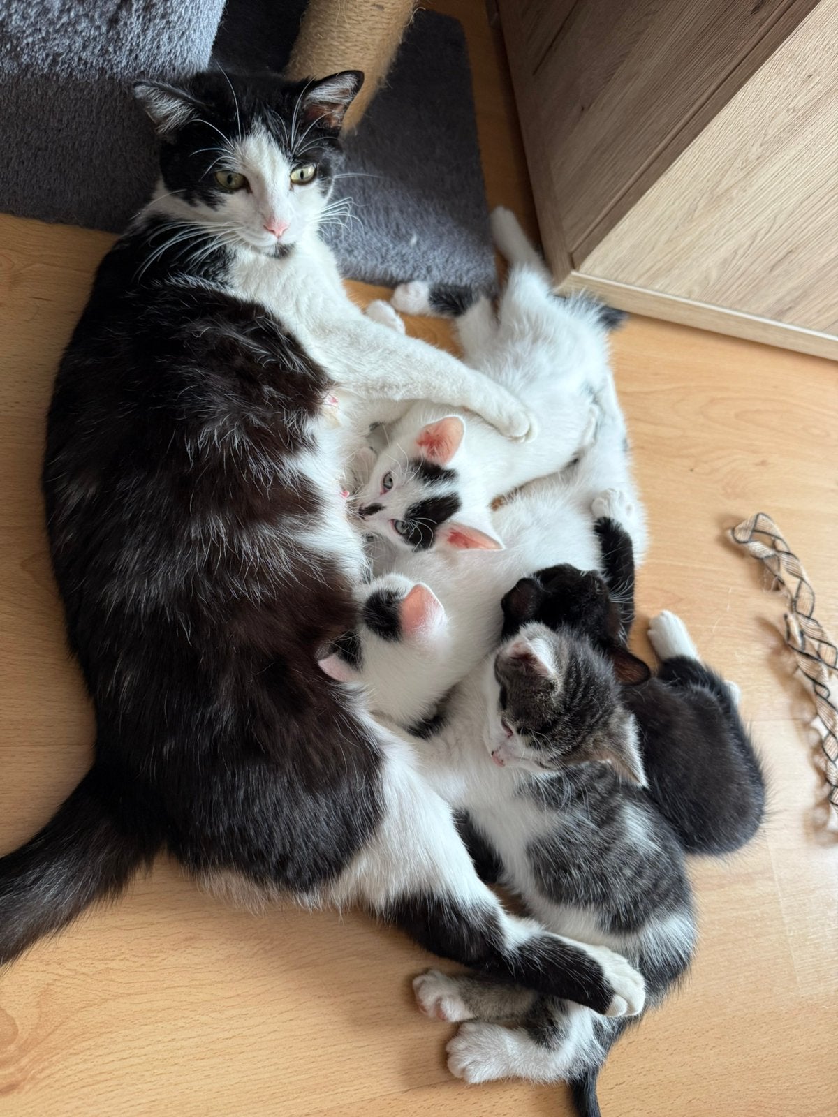 Kittens katertjes, Dieren en Toebehoren, Katten en Kittens | Overige Katten, Kater