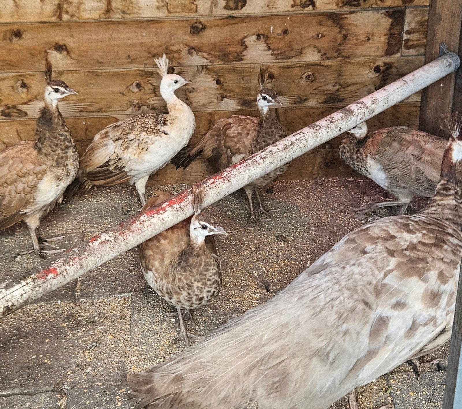 Jonge Violet pauwen van dit jaar!, Dieren en Toebehoren