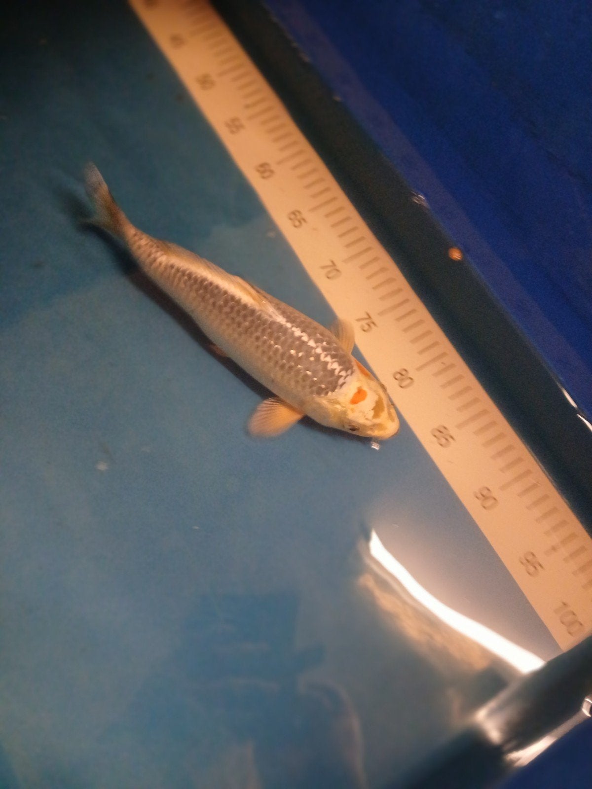 Koi karper, Dieren en Toebehoren, Vissen | Vijvervissen, Karper of Koi