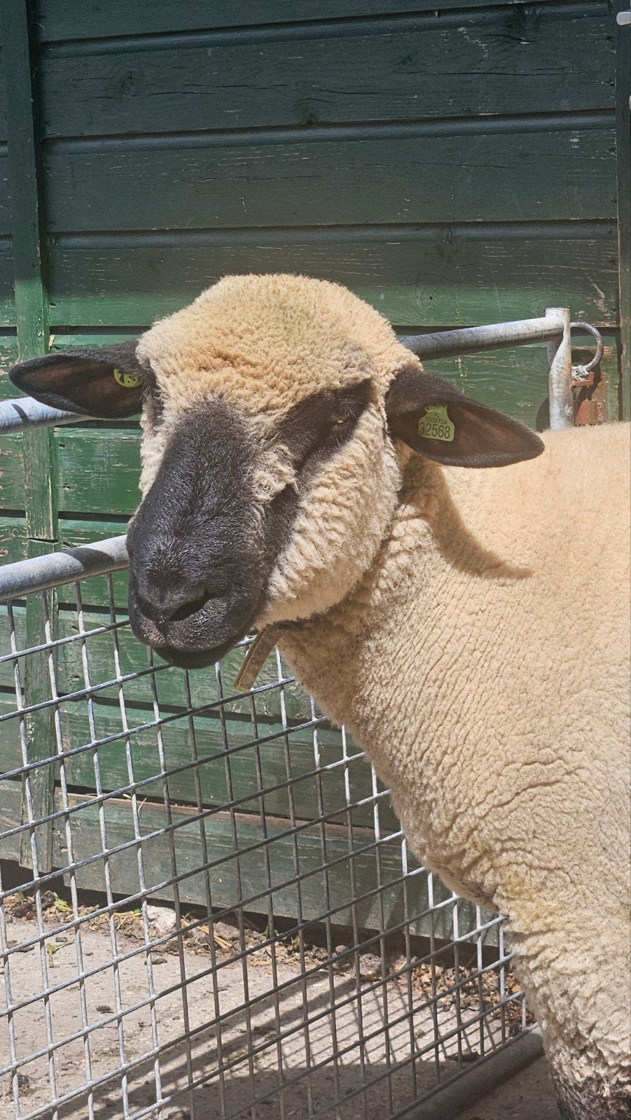 Te koop mooie Hampshire Down dekram, Dieren en Toebehoren, Schapen, Geiten en Varkens, Mannelijk, Schaap