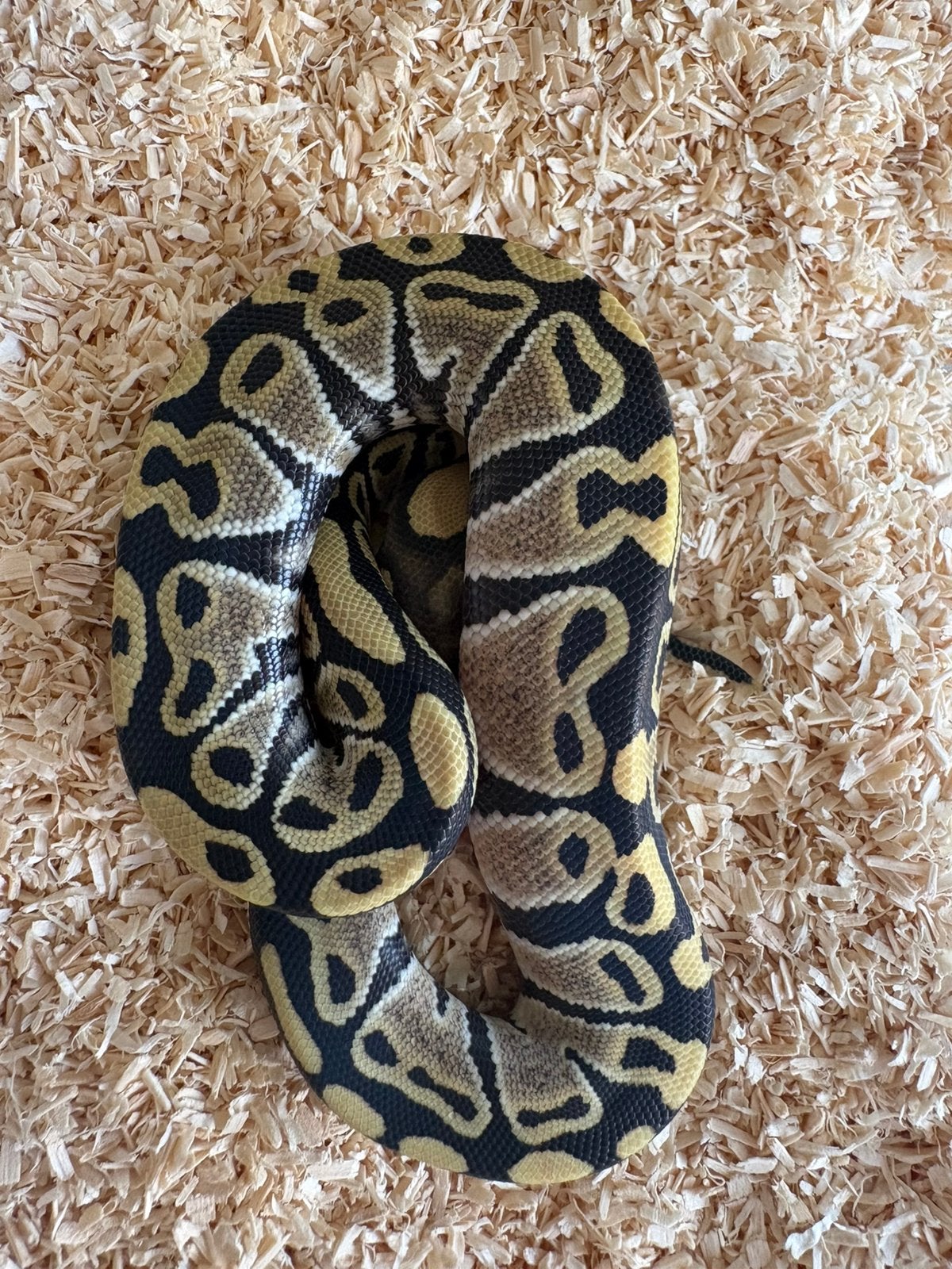 Desert Ghost vrouwtje koningspython ballpythons Ball Python photo 4
