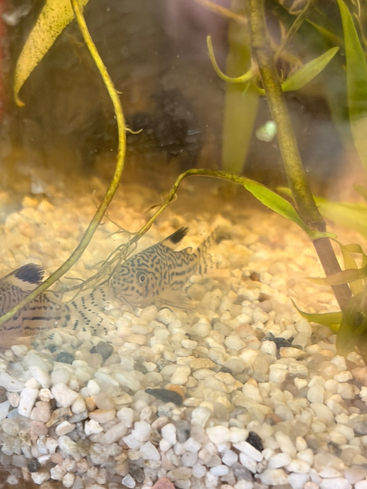 Corydora Trillneatus, Dieren en Toebehoren, Vis