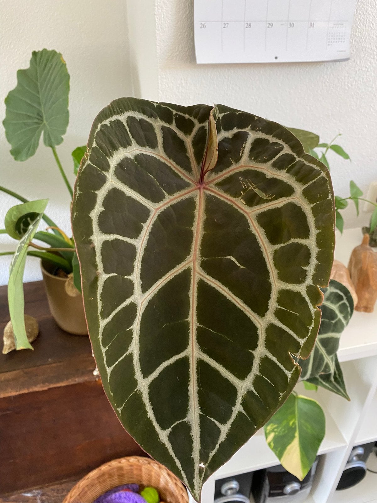 Anthurium docbloc Michelle, Ophalen, Halfschaduw, Minder dan 100 cm