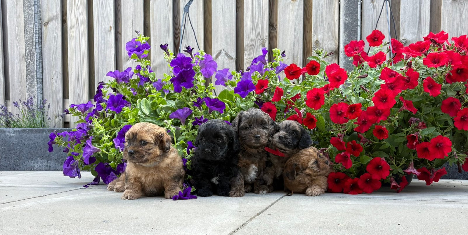 Lieve knappe Boompoo pups zoeken een nieuw huisje!, Dieren en Toebehoren, Honden | Niet-rashonden, 8 tot 15 weken, Parvo, Meerdere