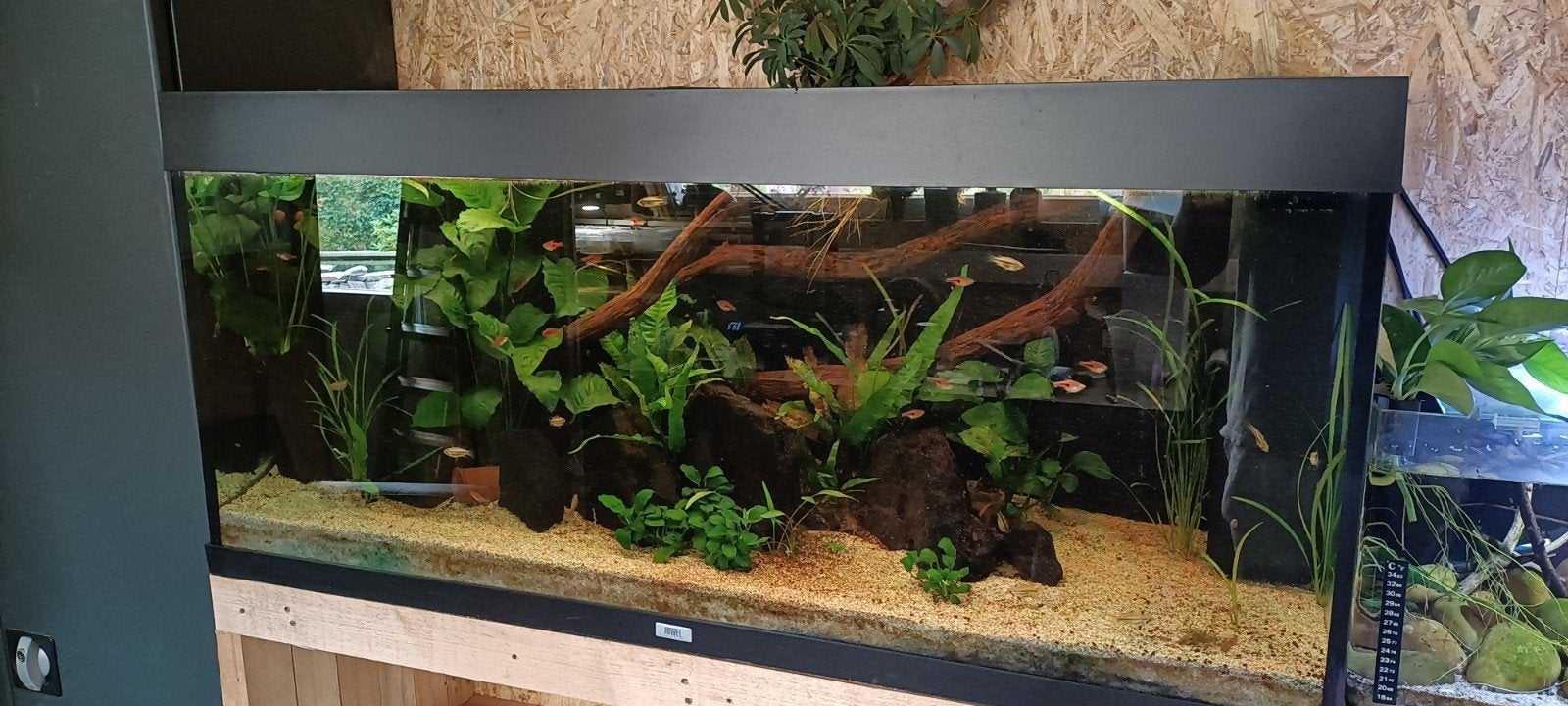 JUWEL Aquarium Rio LED zwart 240 L, 121x41x55 cm, Ophalen, Gebruikt, Gevuld zoetwateraquarium, Inclusief deksel