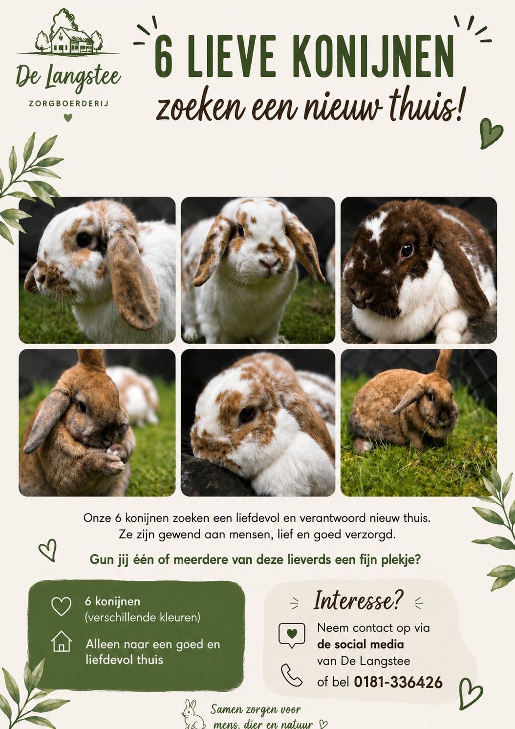 6 konijnen, Dieren en Toebehoren, Konijnen, Meerdere dieren