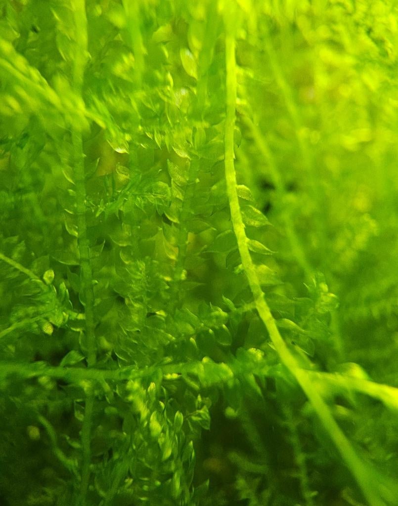 Javamos, aquarium mos, Dieren en Toebehoren, Ophalen of Verzenden, Nieuw, Plant(en), Steen of Hout