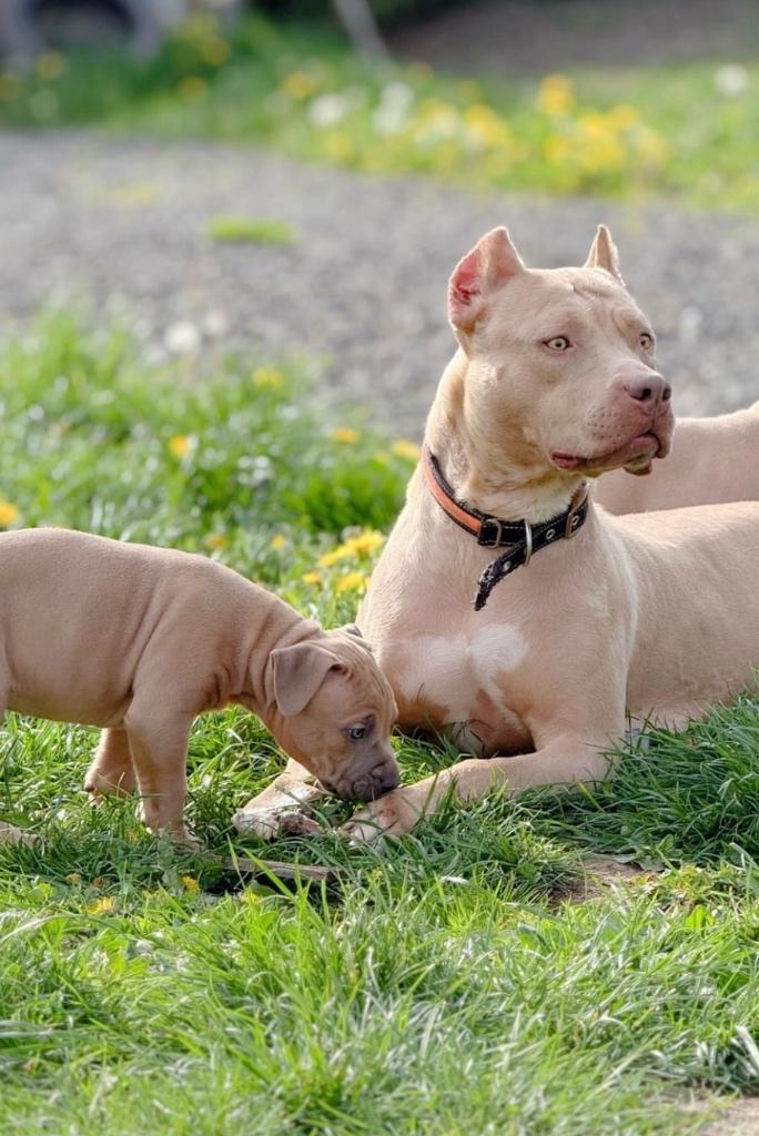 American Bully XL pups, Dieren en Toebehoren, Honden | Bulldogs, Pinschers en Molossers, Meerdere dieren, Overige rassen, Particulier