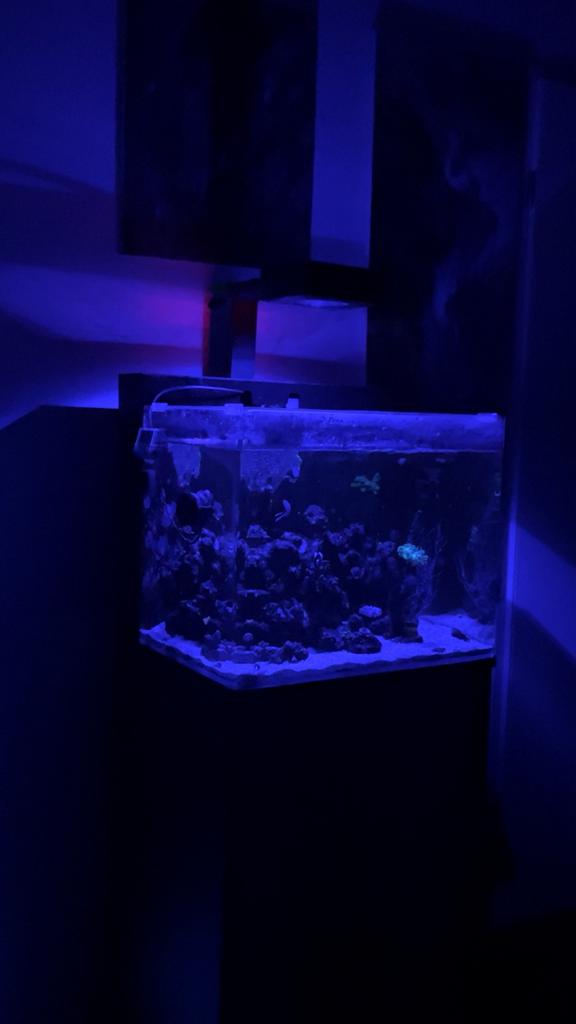Complete Zoutwater Reef Aquarium Blue Marine 90, Dieren en Toebehoren, Ophalen of Verzenden, Zo goed als nieuw, Gevuld zeewateraquarium